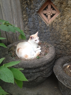 ミロ