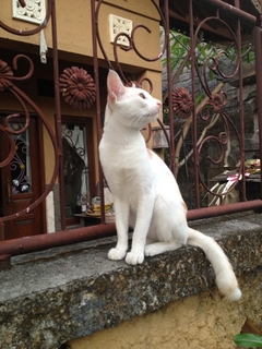 バリ島の猫