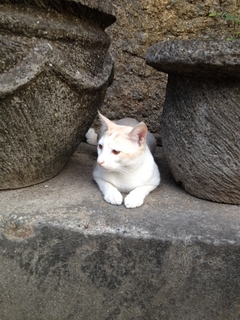 ミロ
