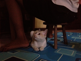 ミロ