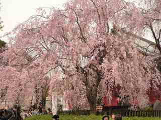 上野の桜